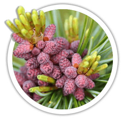 Сосна мелкоцветковая / Pinus densiflora